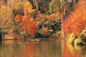 Dandenong Ranges in Autumn