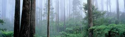 Dandenong Ranges